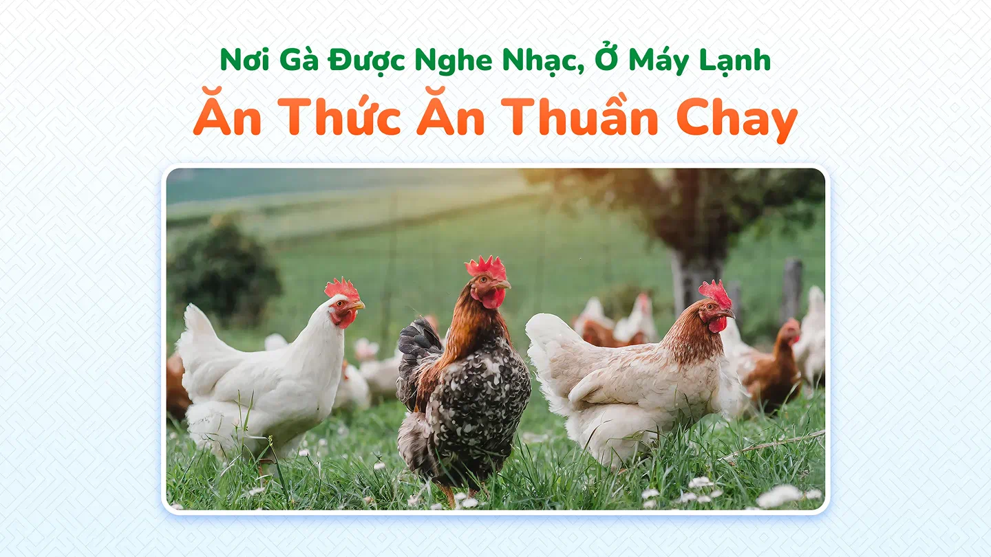 Nơi gà được nghe nhạc, ở máy lạnh ăn thức ăn thuần chay - Hình 1